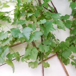 Noah Étterem, Fertőrákos - Egyéb