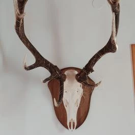 Noble's Étterem Nemesnép - Egyéb