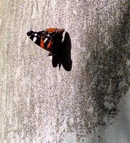 Nyugati Tanítvány Sztúpa