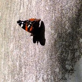 Nyugati Tanítvány Sztúpa, Bükkmogyorósd - Egyéb