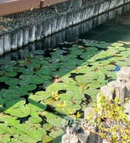 Orchidea Étterem, Lipót