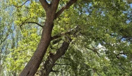 Öreg Tölgy Tiszadada - Külső kép