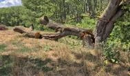 Öreg Tölgy Tiszadada - Külső kép