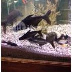 Öreghalász Étterem Budapest - Belső