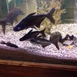 Öreghalász Étterem Budapest - Belső