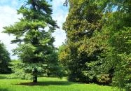 Ötvöskónyi nagylevelű hárs Ötvöskónyi