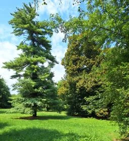 Ötvöskónyi nagylevelű hárs