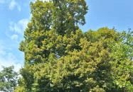 Ötvöskónyi nagylevelű hárs Ötvöskónyi