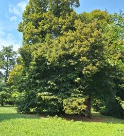 Ötvöskónyi nagylevelű hárs