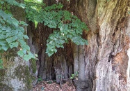 Ötvöskónyi nagylevelű hárs Ötvöskónyi