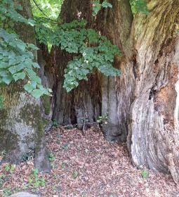 Ötvöskónyi nagylevelű hárs