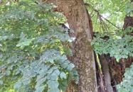 Ötvöskónyi nagylevelű hárs Ötvöskónyi