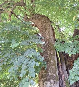 Ötvöskónyi nagylevelű hárs