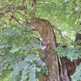 Ötvöskónyi nagylevelű hárs Ötvöskónyi - Egyéb