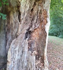 Ötvöskónyi nagylevelű hárs