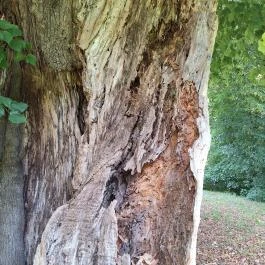 Ötvöskónyi nagylevelű hárs Ötvöskónyi - Egyéb