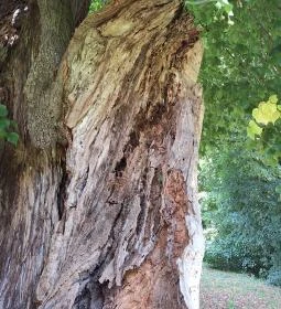 Ötvöskónyi nagylevelű hárs