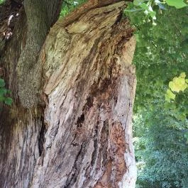 Ötvöskónyi nagylevelű hárs Ötvöskónyi - Egyéb