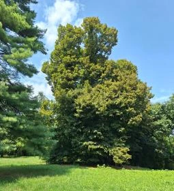 Ötvöskónyi nagylevelű hárs