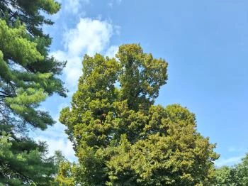 Ötvöskónyi nagylevelű hárs Ötvöskónyi