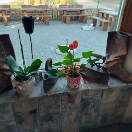 PajtaPub Szigetújfalu - Egyéb