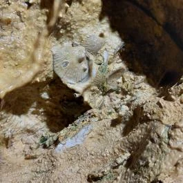 Pál-völgyi barlang Budapest - Egyéb