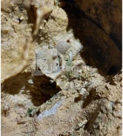 Pál-völgyi barlang