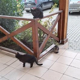 Pálinka Tanya Tuzsér - Egyéb