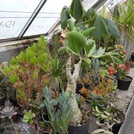 Pálmaház és madárpark Keszthely - Egyéb