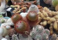 Pálmaház és madárpark Keszthely