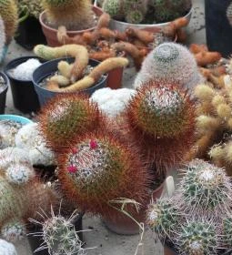 Pálmaház és madárpark