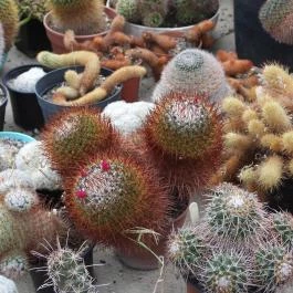 Pálmaház és madárpark Keszthely - Egyéb