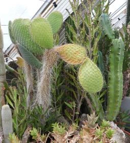 Pálmaház és madárpark