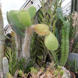 Pálmaház és madárpark Keszthely - Egyéb