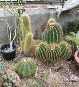 Pálmaház és madárpark