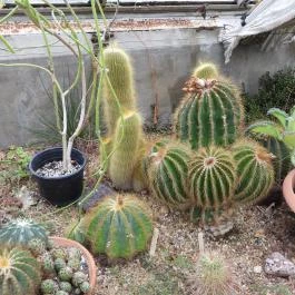 Pálmaház és madárpark Keszthely - Egyéb