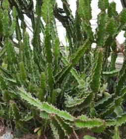 Pálmaház és madárpark