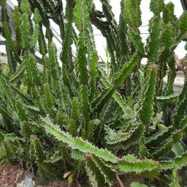 Pálmaház és madárpark Keszthely - Egyéb