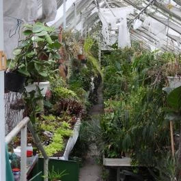 Pálmaház és madárpark Keszthely - Egyéb