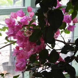 Pálmaház és madárpark Keszthely - Egyéb