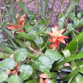 Pálmaház és madárpark Keszthely - Egyéb