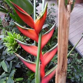 Pálmaház és madárpark Keszthely - Egyéb