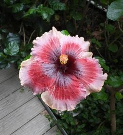 Pálmaház és madárpark