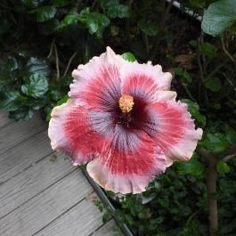 Pálmaház és madárpark Keszthely - Egyéb