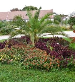 Pálmaház és madárpark