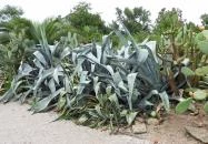 Pálmaház és madárpark Keszthely