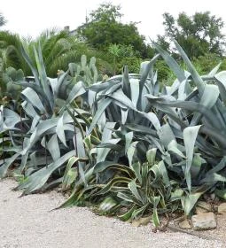 Pálmaház és madárpark