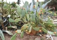 Pálmaház és madárpark Keszthely