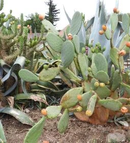 Pálmaház és madárpark