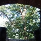 Pálos Kolostorrom Salföld - 